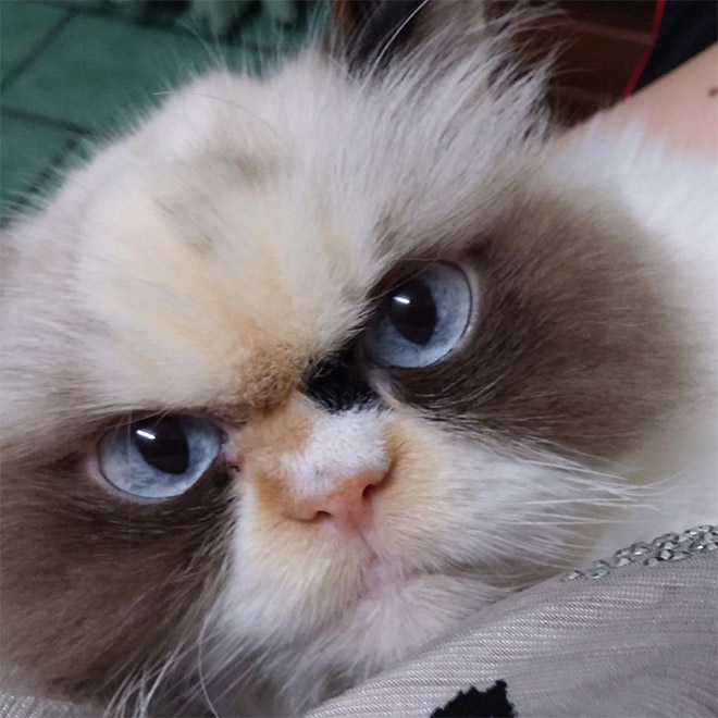 Meet The New Grumpy Cat That Looks Even Angrier Than Her Predecessor