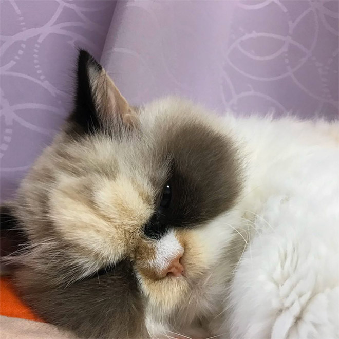 Meet The New Grumpy Cat That Looks Even Angrier Than Her Predecessor