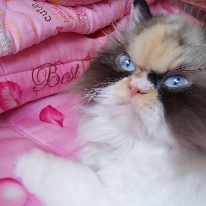 Meet The New Grumpy Cat That Looks Even Angrier Than Her Predecessor