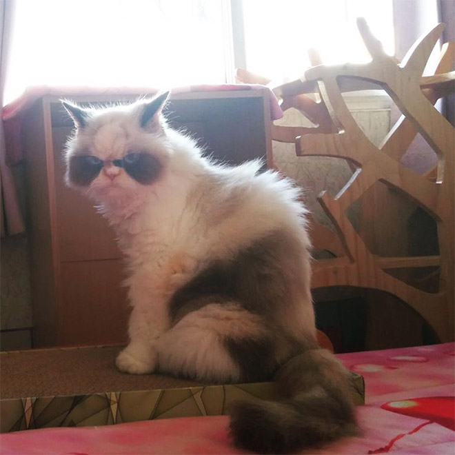 Meet The New Grumpy Cat That Looks Even Angrier Than Her Predecessor