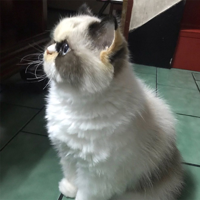 Meet The New Grumpy Cat That Looks Even Angrier Than Her Predecessor