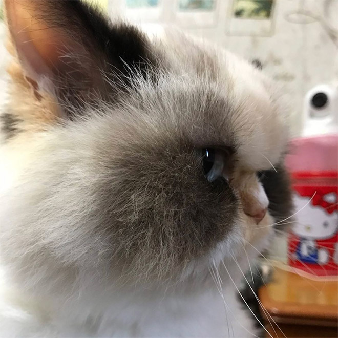 Meet The New Grumpy Cat That Looks Even Angrier Than Her Predecessor