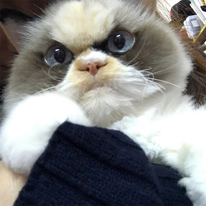 Meet The New Grumpy Cat That Looks Even Angrier Than Her Predecessor