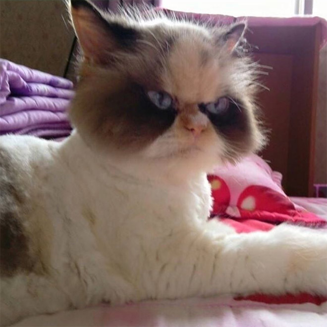 Meet The New Grumpy Cat That Looks Even Angrier Than Her Predecessor