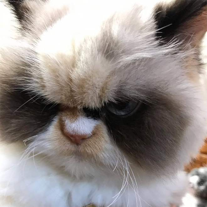 Meet The New Grumpy Cat That Looks Even Angrier Than Her Predecessor