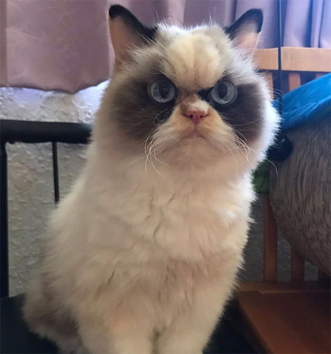 Meet The New Grumpy Cat That Looks Even Angrier Than Her Predecessor