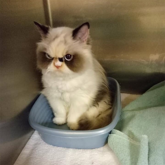 Meet The New Grumpy Cat That Looks Even Angrier Than Her Predecessor