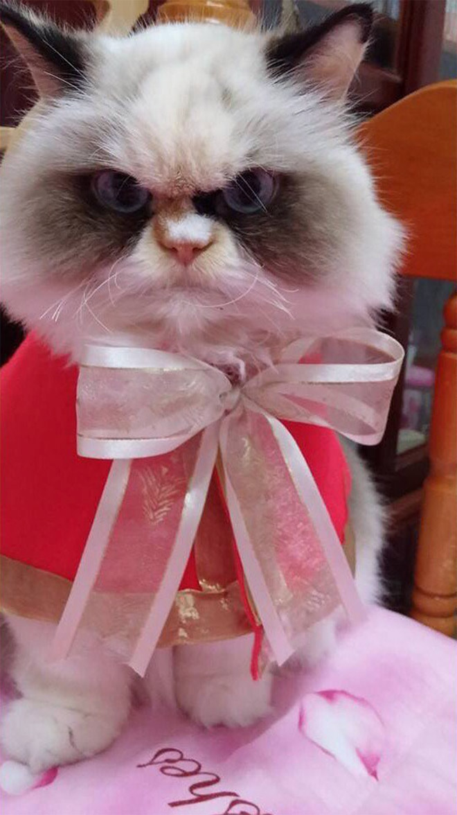 Meet The New Grumpy Cat That Looks Even Angrier Than Her Predecessor