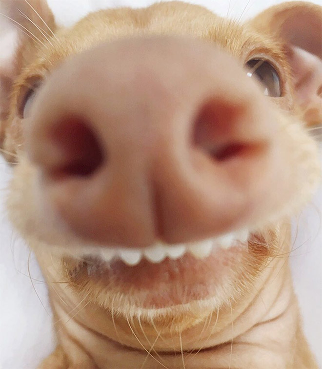 Meet Tuna: The Cutest Dog With an Overbite