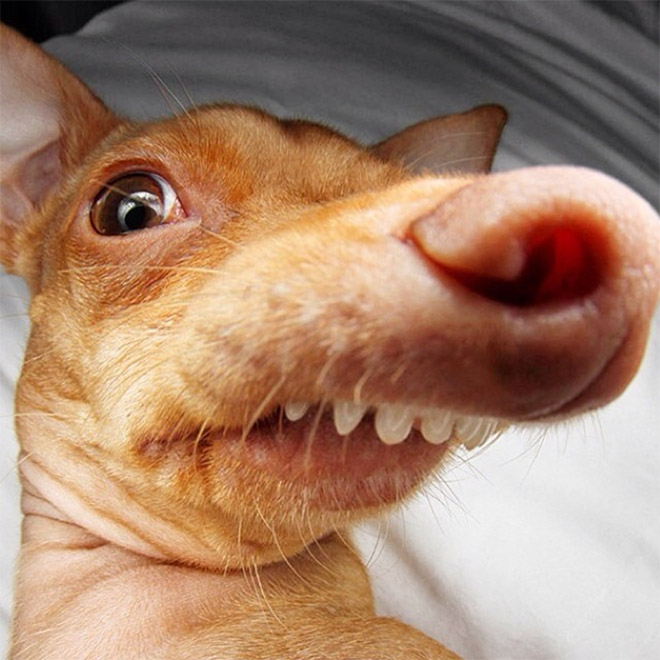 Meet Tuna: The Cutest Dog With an Overbite