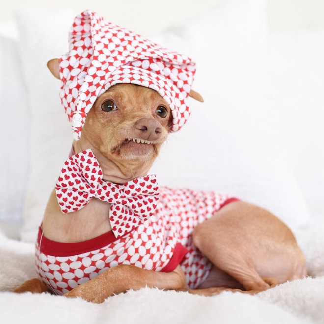 Meet Tuna: The Cutest Dog With an Overbite