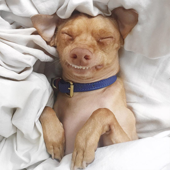 Meet Tuna: The Cutest Dog With an Overbite