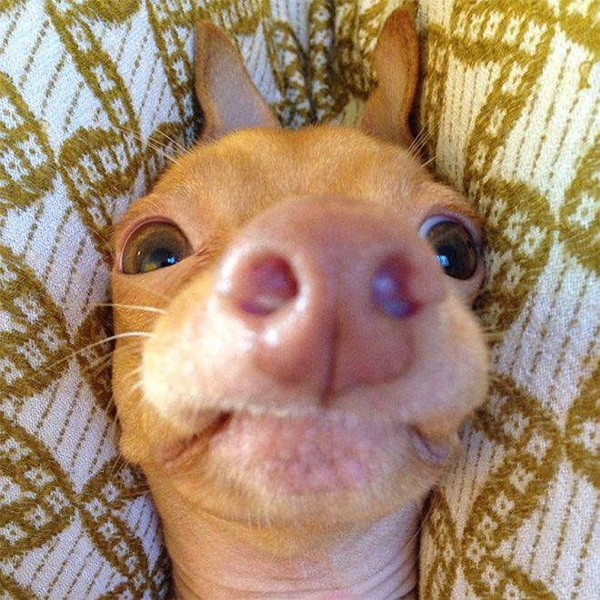 Meet Tuna: The Cutest Dog With an Overbite