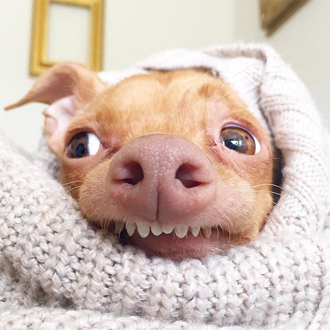 Meet Tuna: The Cutest Dog With an Overbite