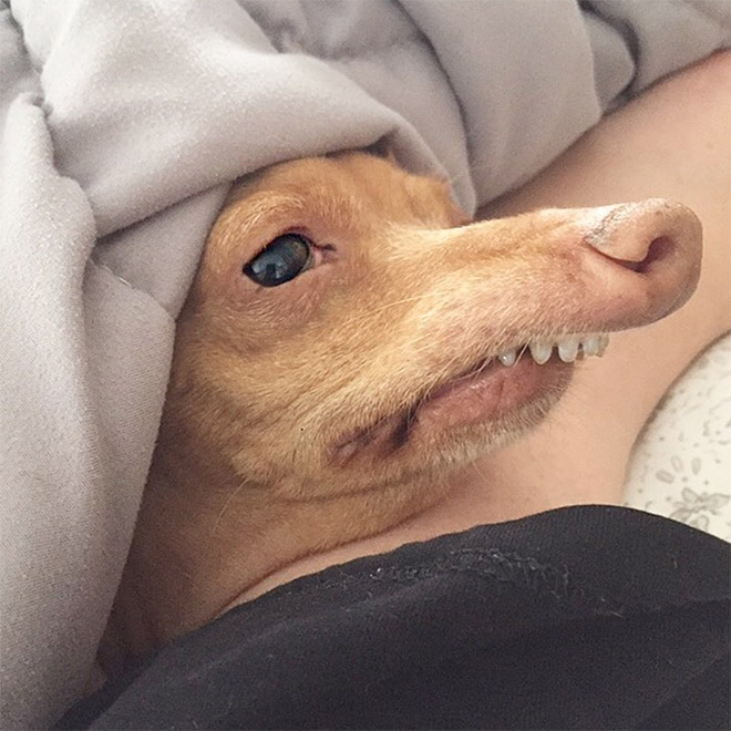 Meet Tuna: The Cutest Dog With an Overbite