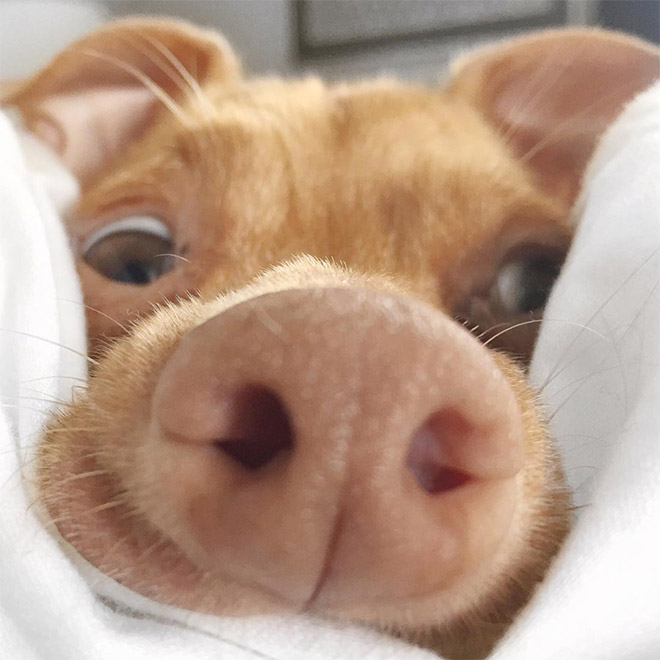 Meet Tuna: The Cutest Dog With an Overbite