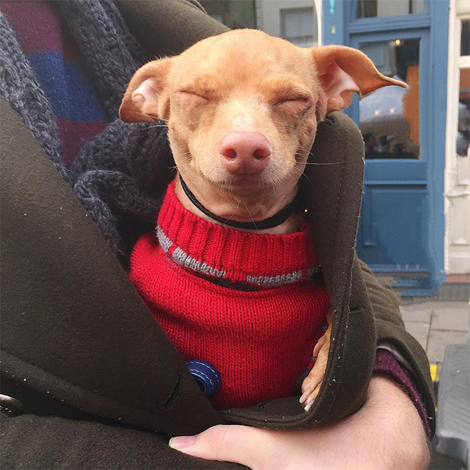 Meet Tuna: The Cutest Dog With an Overbite