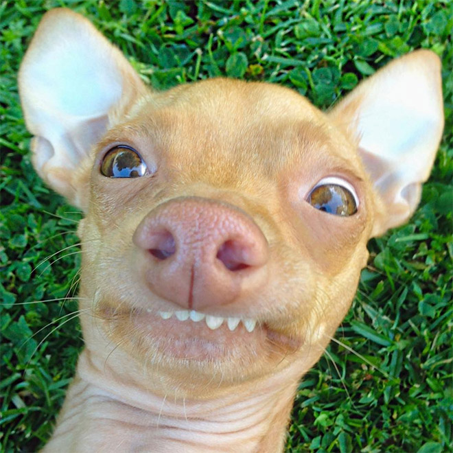 Meet Tuna: The Cutest Dog With an Overbite