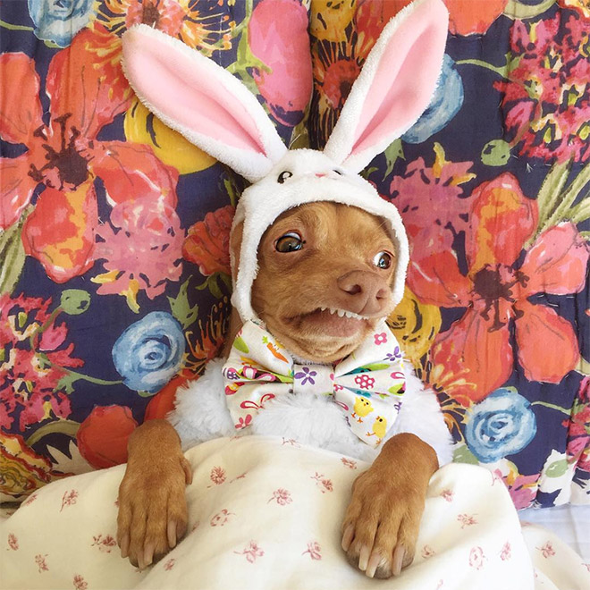 Meet Tuna: The Cutest Dog With an Overbite