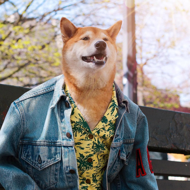 Menswear Dog: The Most Stylish Dog In The World