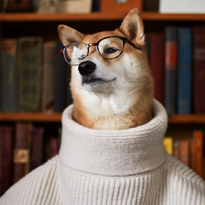 Menswear Dog: The Most Stylish Dog In The World
