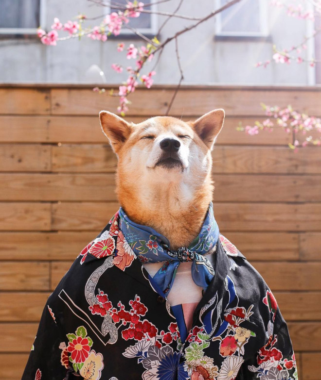 Menswear Dog: The Most Stylish Dog In The World