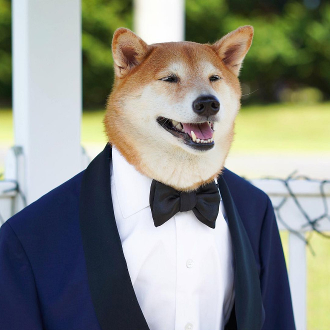 Menswear Dog: The Most Stylish Dog In The World