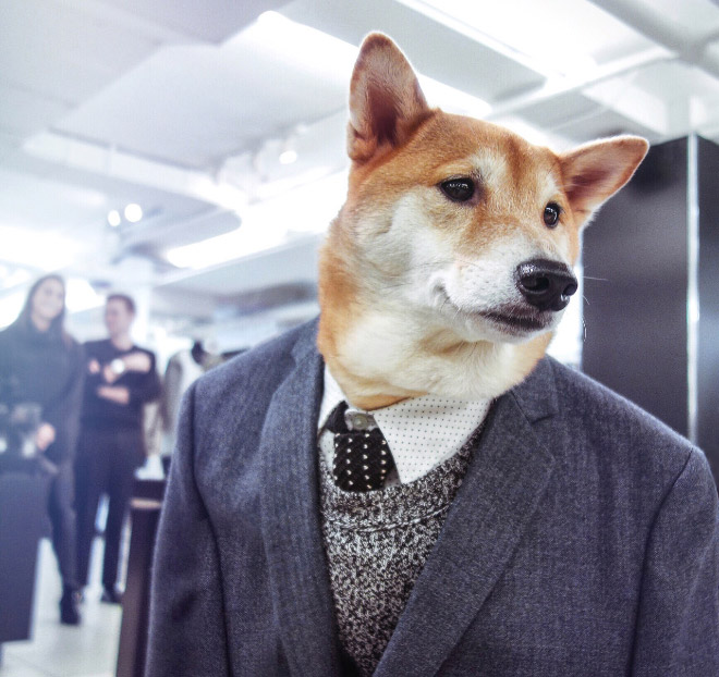 Menswear Dog: The Most Stylish Dog In The World