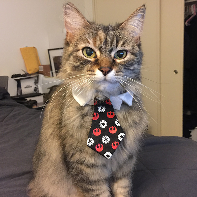 Neckties For Cats? That’s Totally a Thing.