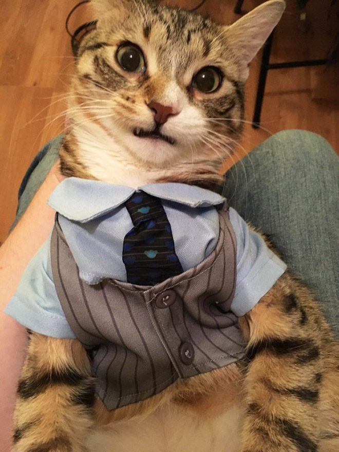 Neckties For Cats? That’s Totally a Thing.