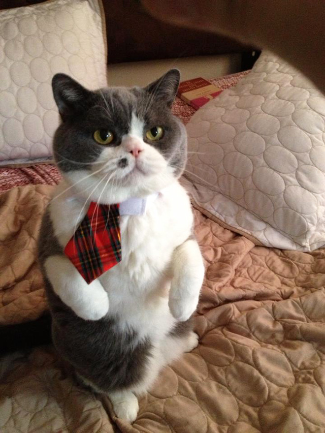 Neckties For Cats? That’s Totally a Thing.