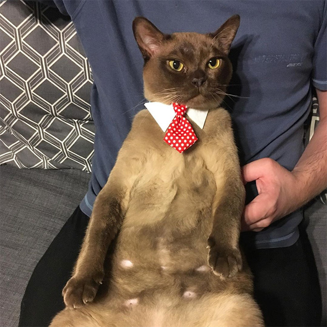 Neckties For Cats? That’s Totally a Thing.
