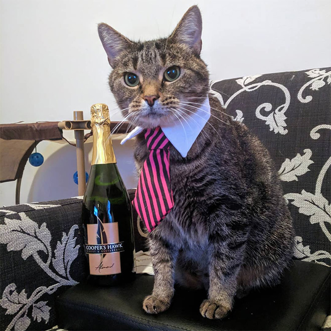 Neckties For Cats? That’s Totally a Thing.