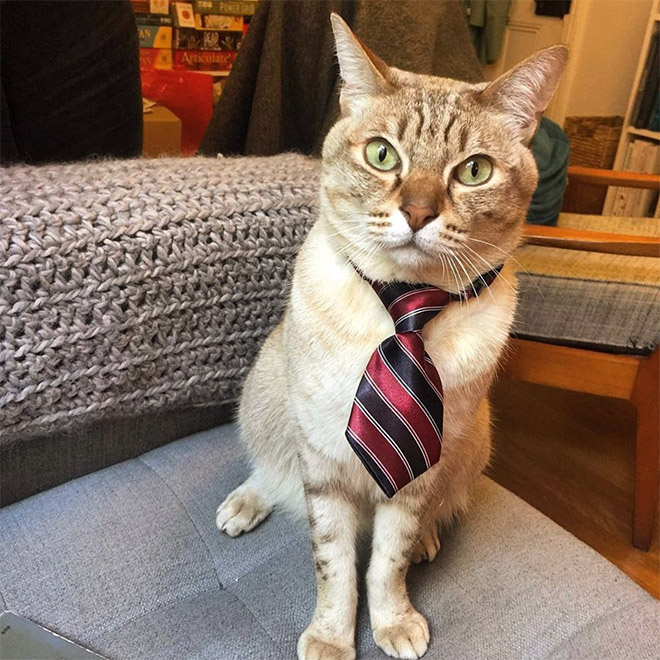 Neckties For Cats? That’s Totally a Thing.
