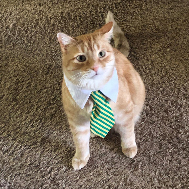Neckties For Cats? That’s Totally a Thing.