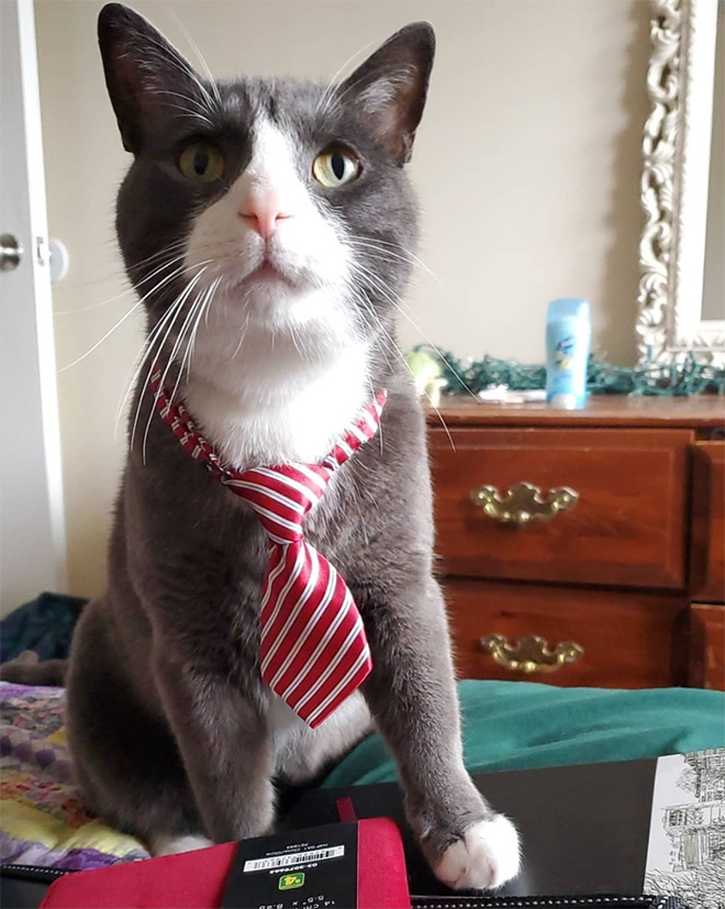 Neckties For Cats? That’s Totally a Thing.