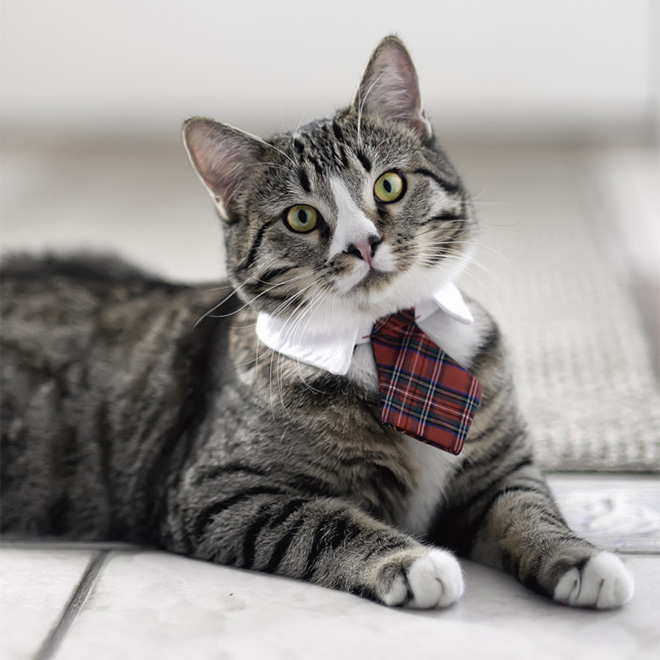 Neckties For Cats? That’s Totally a Thing.