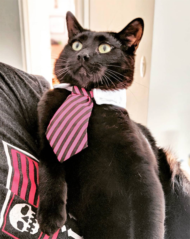 Neckties For Cats? That’s Totally a Thing.