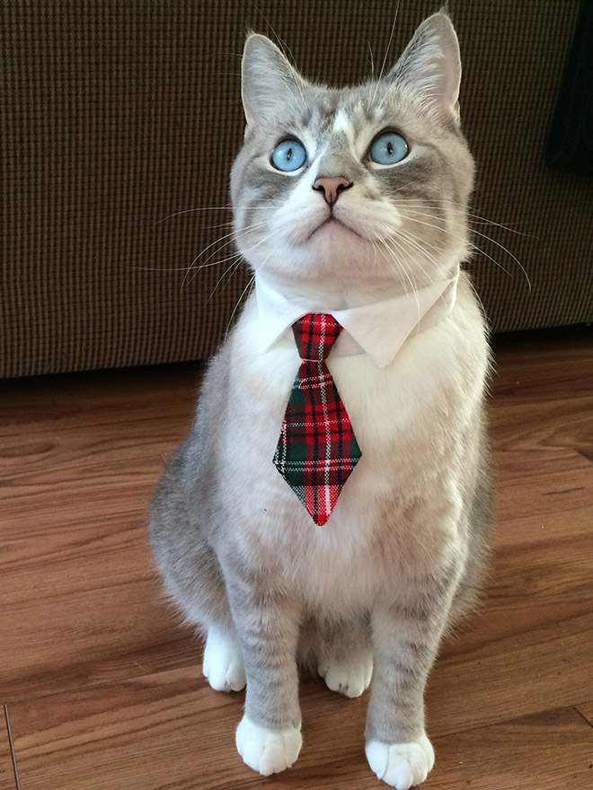 Neckties For Cats? That’s Totally a Thing.