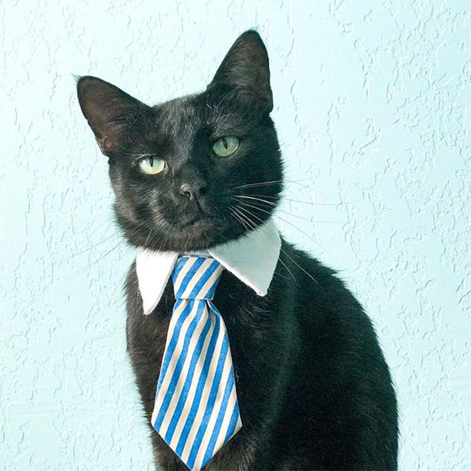 Neckties For Cats? That’s Totally a Thing.