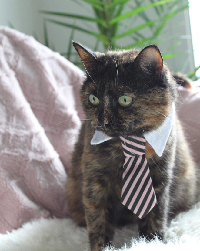 Neckties For Cats? That’s Totally a Thing.