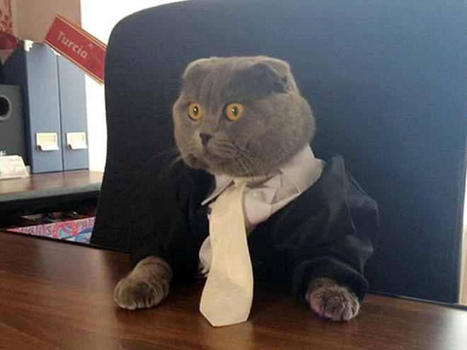 Neckties For Cats? That’s Totally a Thing.