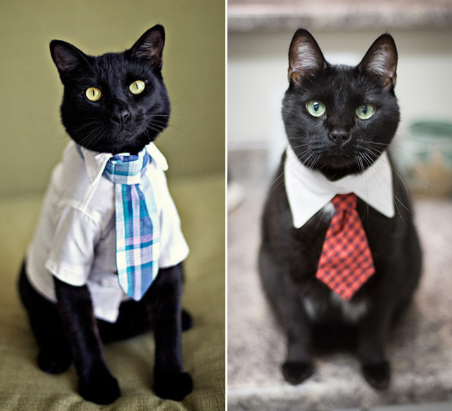 Neckties For Cats? That’s Totally a Thing.