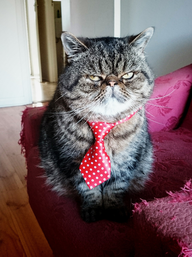 Neckties For Cats? That’s Totally a Thing.