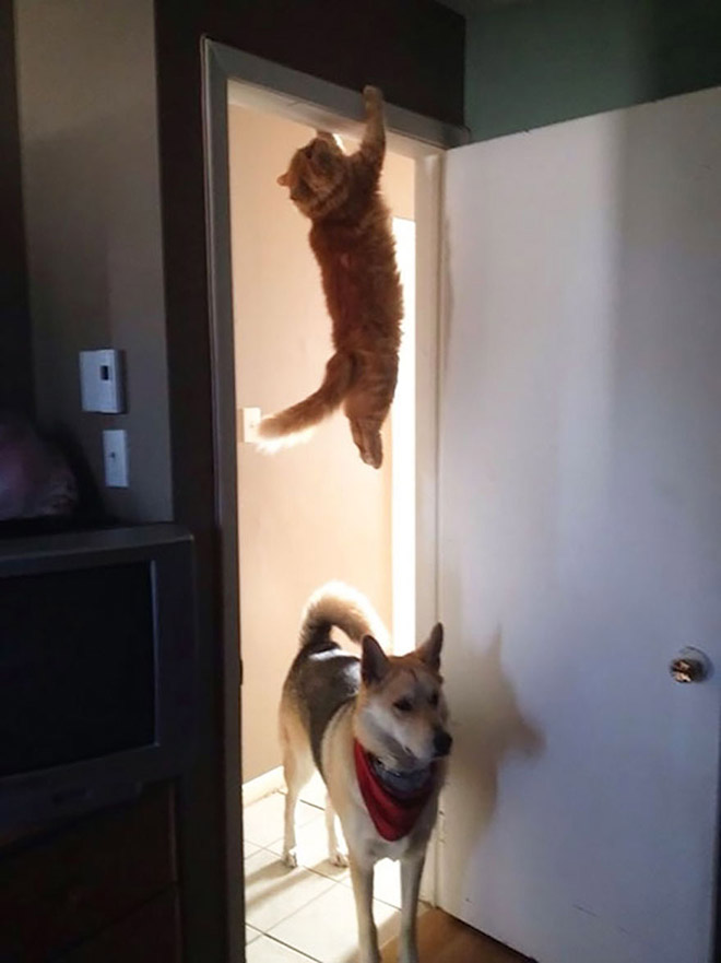 Ninja Cats