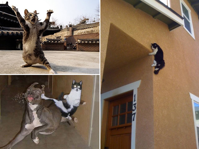 Ninja Cats