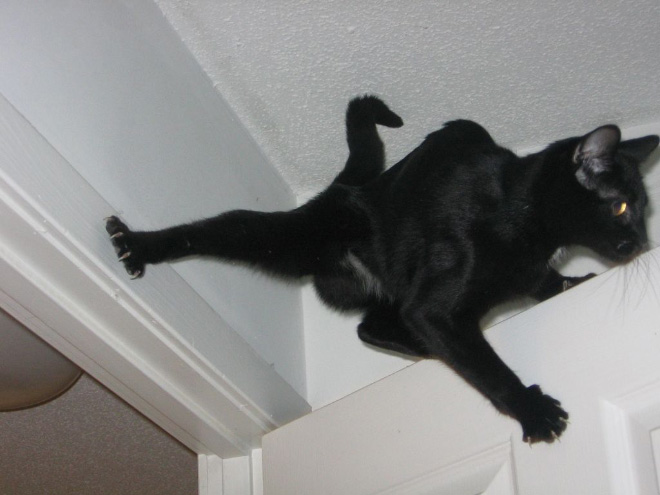Ninja Cats