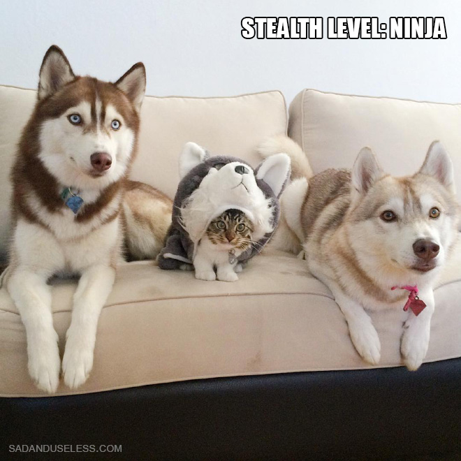 Ninja Cats