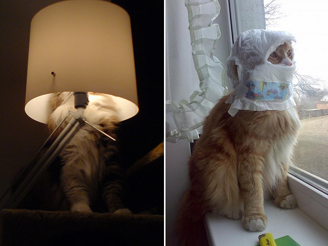 Ninja Cats