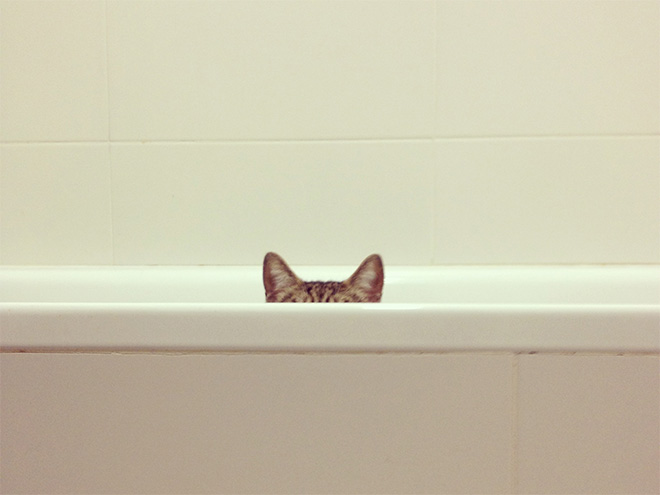 Ninja Cats